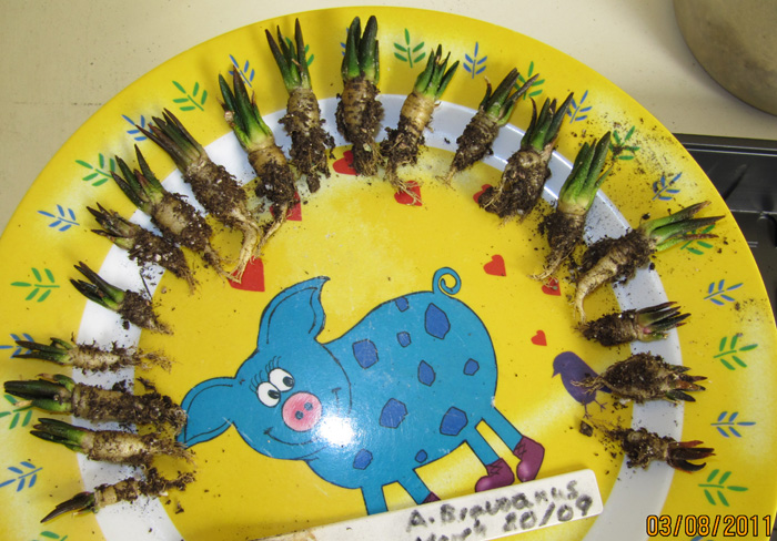 Ariocarpus bravoanus seedlings